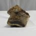 Petrified Wood