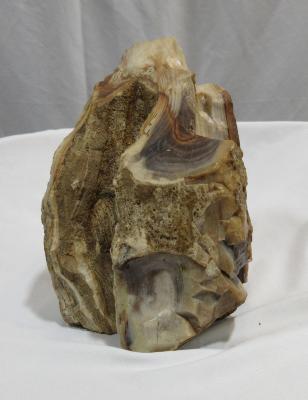 Petrified Wood