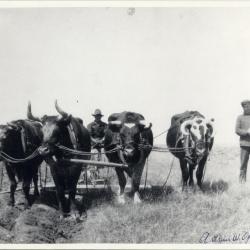 Team of Oxen Breaking Sod on Arthur Ogdahl's land