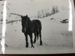 Black-and-White Photograph