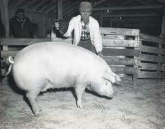 Glenwood All Breed Swine Association Show, Glenwood, Minnesota 
