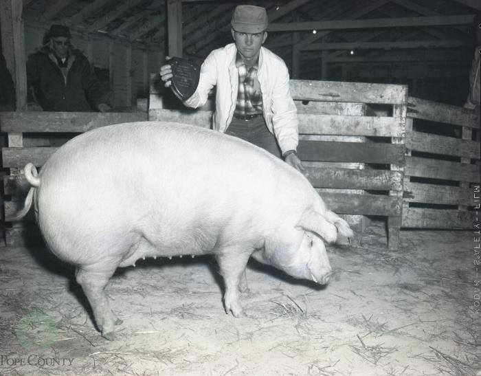 Glenwood All Breed Swine Association Show, Glenwood, Minnesota 