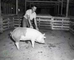1962 Pope County 4-H, Glenwood, Minnesota 
