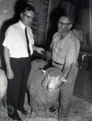 Dakota-Minnesota Columbia Sheep Breeders Association, Glenwood, Minnesota 