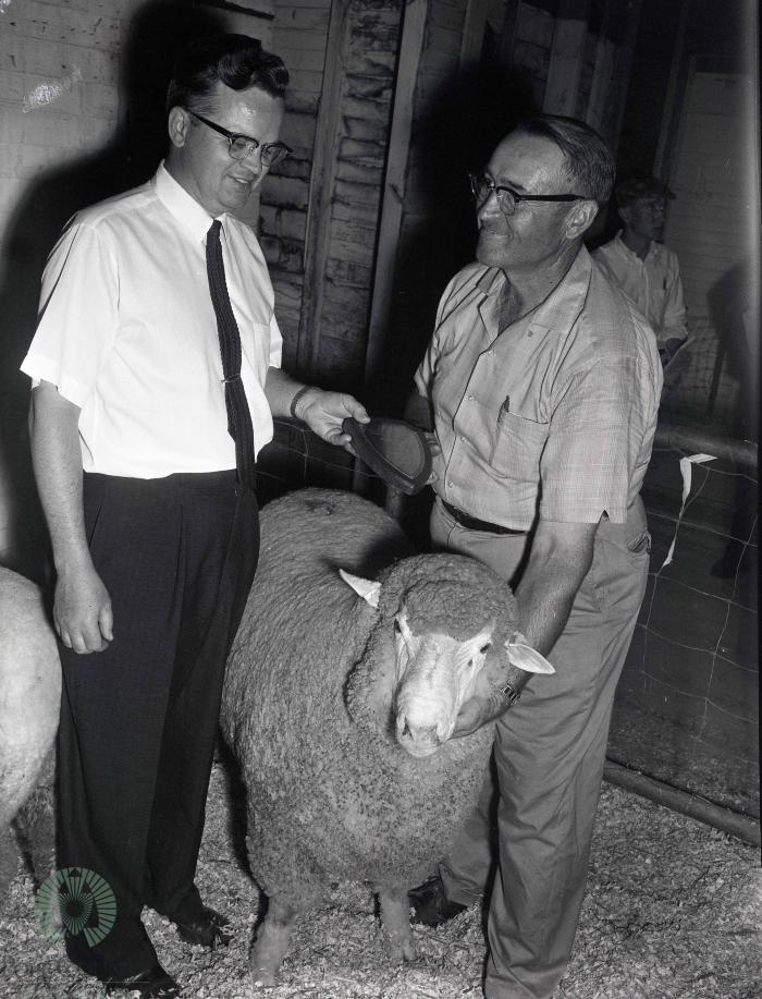 Dakota-Minnesota Columbia Sheep Breeders Association, Glenwood, Minnesota 