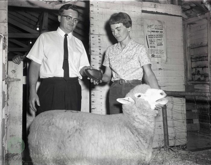 Dakota-Minnesota Columbia Sheep Breeders Association, Glenwood, Minnesota 