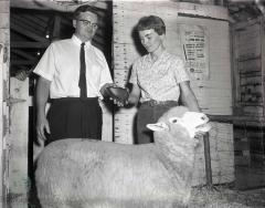 Dakota-Minnesota Columbia Sheep Breeders Association, Glenwood, Minnesota 