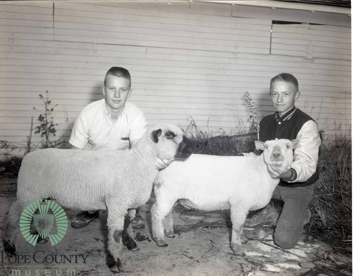 1965 4-H Top Market Lambs, Glenwood, Minnesota 