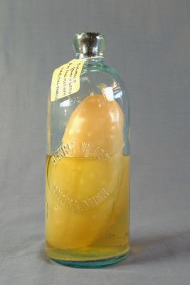 Cucumber Pickle in Bottle