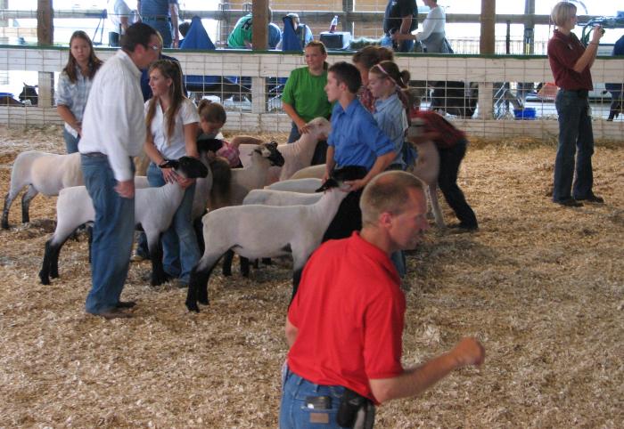 4-H sheep show