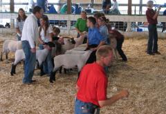4-H sheep show