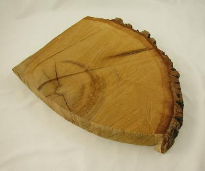 Tree trunk cross section, 240 rings 