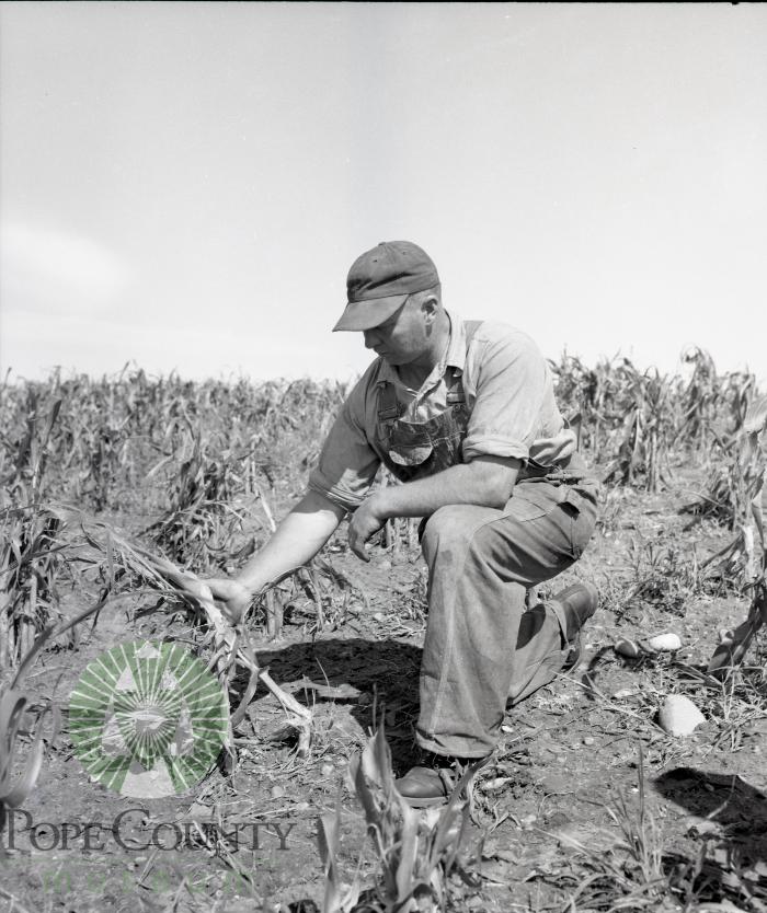 Marvin Feigum Inspects Storm Crop Damage. Barsness Township, Pope County, Minnesota