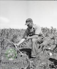 Marvin Feigum Inspects Storm Crop Damage. Barsness Township, Pope County, Minnesota