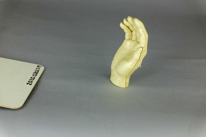 Anatomical Model Hand