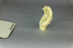 Anatomical Model Hand