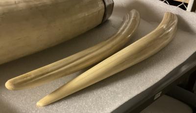Elephant Tusks, 1948