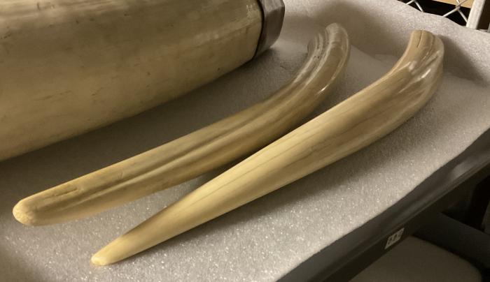 Elephant Tusks, 1948