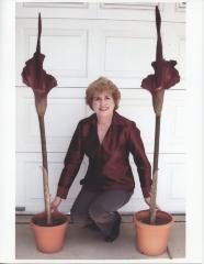 Dianne Plunkett Latham's VooDoo Lilies