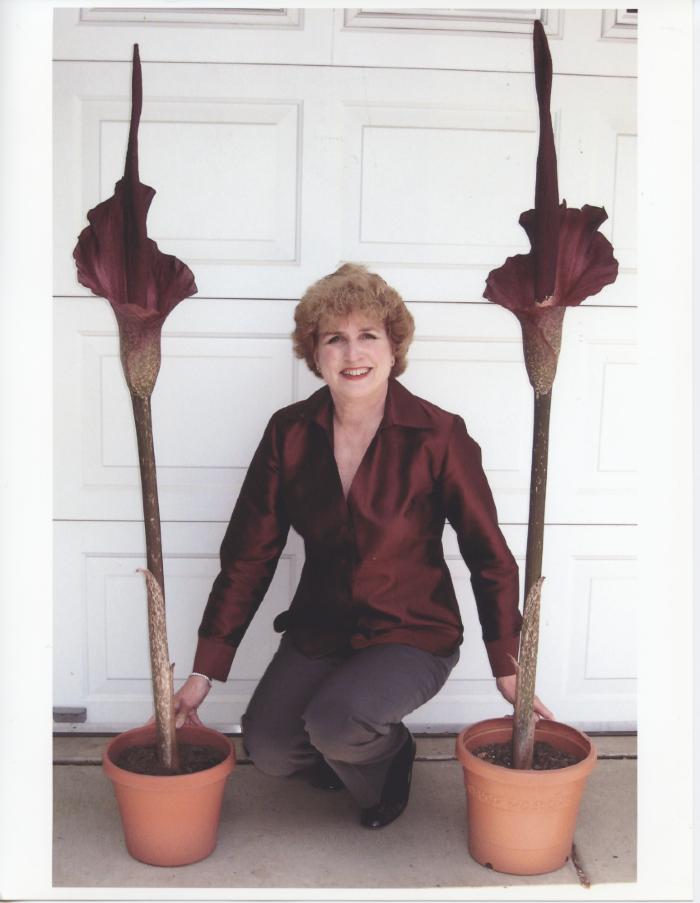 Dianne Plunkett Latham's VooDoo Lilies
