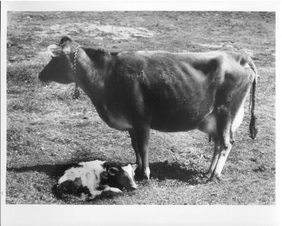 Cow and calf