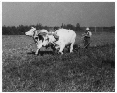 Man driving two oxen, 1981