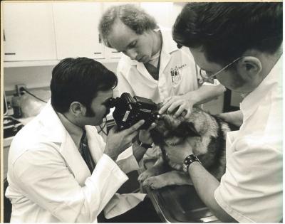 Examination of a dog, ca. 1970s