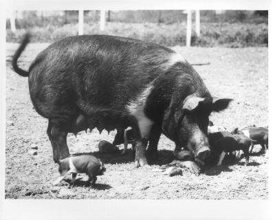 Sow with piglets