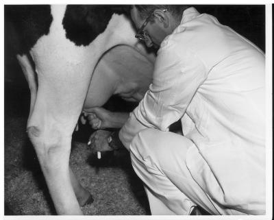 Milking a cow for examination of milk