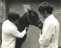 Vaughn Larson examining a horse, ca. 1970s