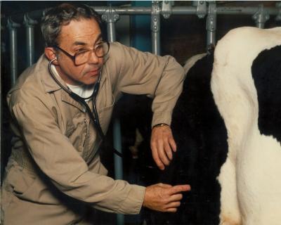 Ralph Farnsworth examining a cow, ca. 1980s-1990s