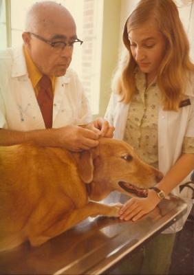 George Mather examining a golden retriever, ca. 1970s