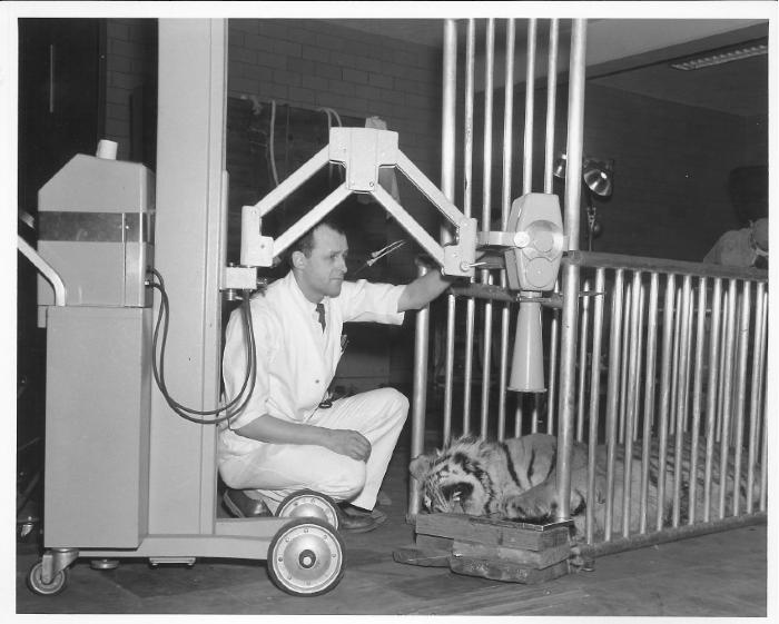 Donald Clifford examining a tiger, ca. 1950s