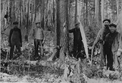Mallard, lumberjacks felling a tree in the Mallard area.  