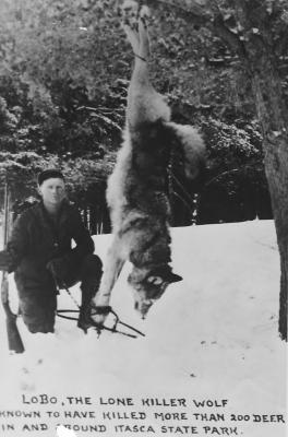Trapping Lone Killer Wolf in 1938