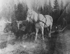 Jens Norley plowing with team of oxen and a horse in Minerva.