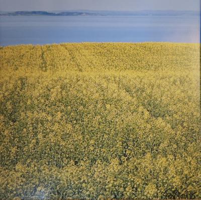 Rapeseed Field on the Isle of Falster
