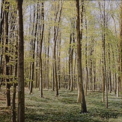 Beech Trees on the Isle of Falster