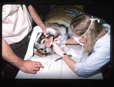 Amur Tiger Procedures