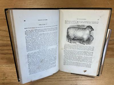 Youatt on Sheep