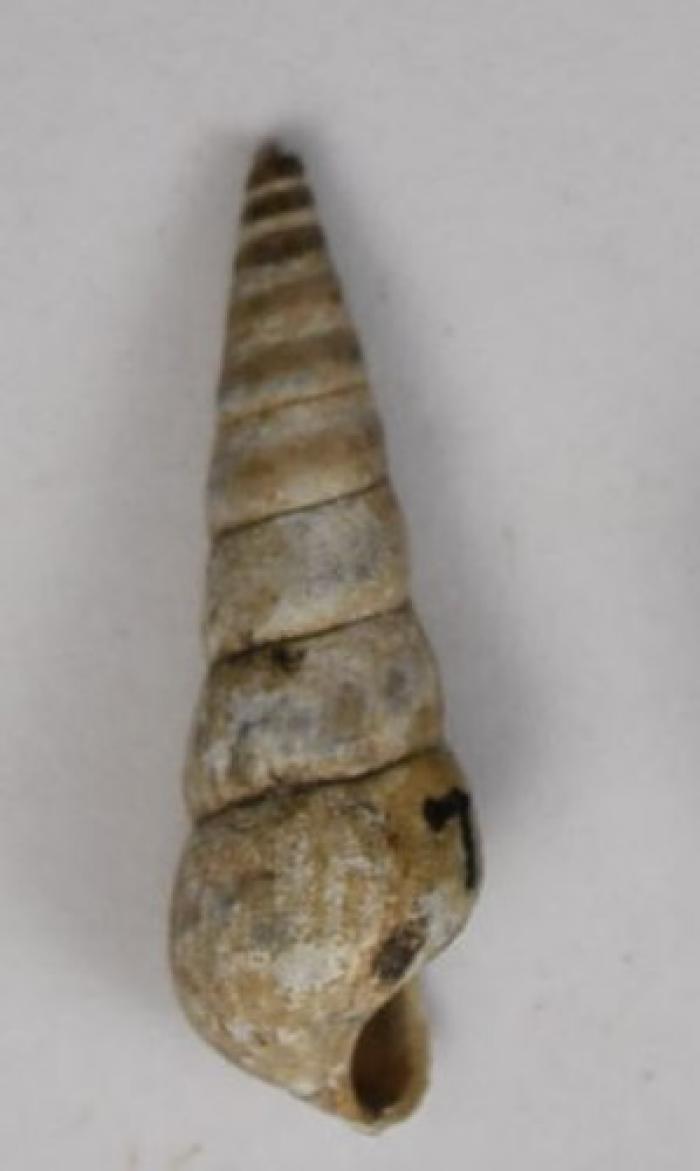 Fragment