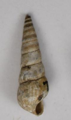 Fragment