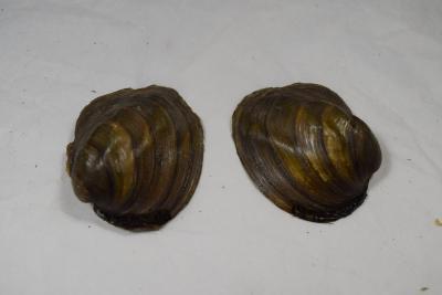 Shell, Mussel;Shell, Mussel