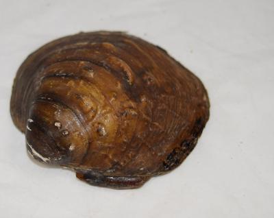 Shell, Mussel;Shell, Mussel