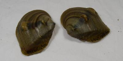 Shell, Mussel;Shell, Mussel
