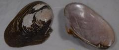 Shell, Mussel;Shell, Mussel