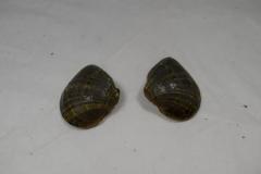 Shell, Mussel;Shell, Mussel