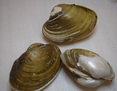 Shell, Mussel;Shell, Mussel