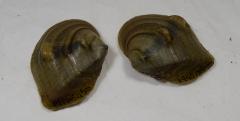 Shell, Mussel;Shell, Mussel