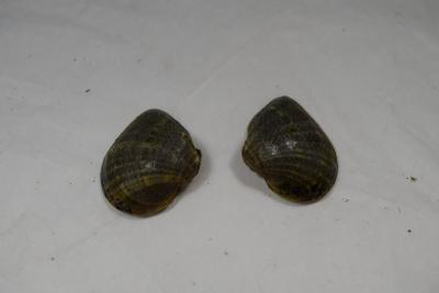 Shell, Mussel;Shell, Mussel